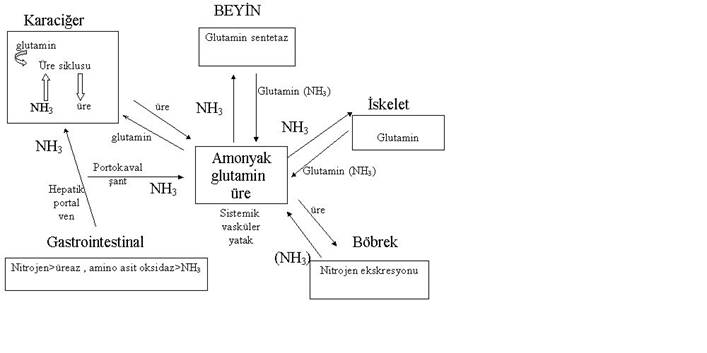 http://www.itfnoroloji.org/metabolik/sekil26a1.jpg