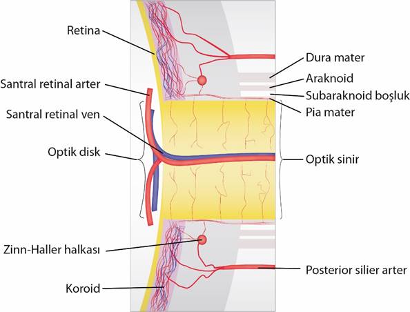 Optik disk vasküler anatomi