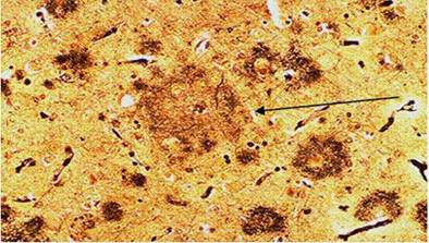 A close up of a pizza

Description automatically generated