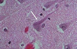 A picture containing bear

Description automatically generated