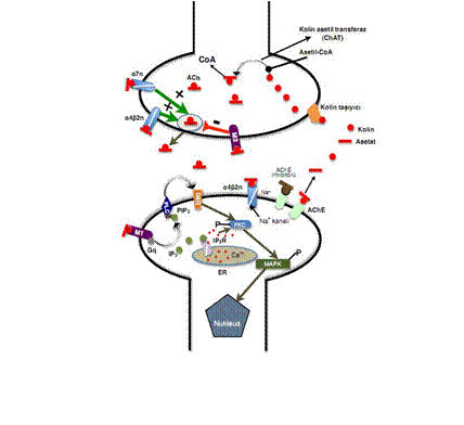 Diagram, schematic

Description automatically generated